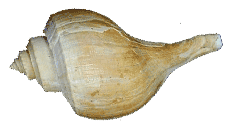 Busycotypus canaliculatus