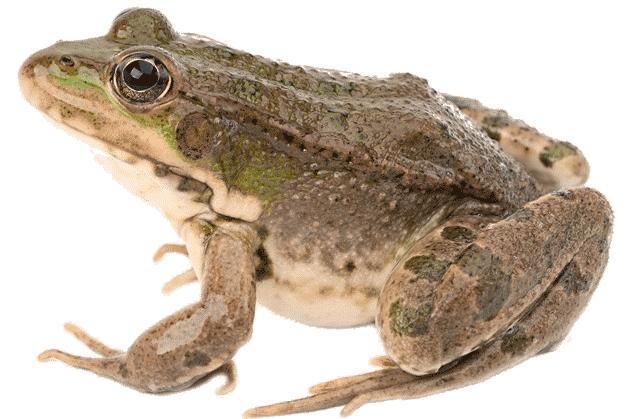 Hoplobatrachus rugulosus