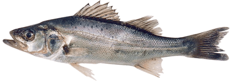 Lateolabrax japonicus