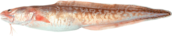 Genypterus
