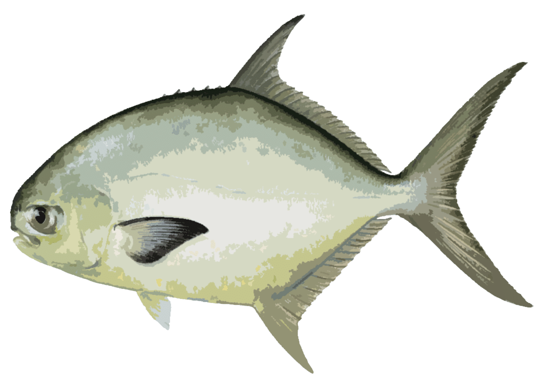 Trachinotus auratus