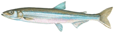 Osmerus mordax