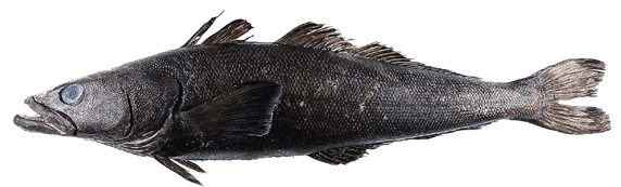 Dissostichus eleginoides