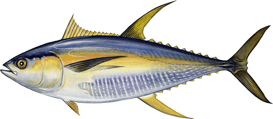 Thunnus albacares