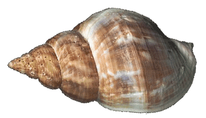 Buccinum undatum